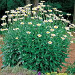 Leucanthemum Becky 1