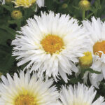 Leucanthemum ‘Belgian Lace’ 1