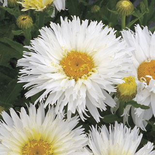 Leucanthemum 'Belgian Lace'