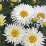 Leucanthemum ‘Belgian Lace’ 1