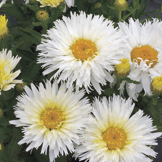 Leucanthemum 'Belgian Lace'