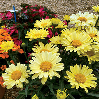 Leucanthemum Realflor® 'Real Sunbeam'