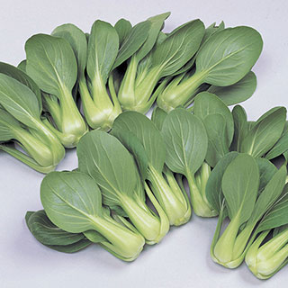 Li Ren Choy Hybrid Pak Choi Seeds