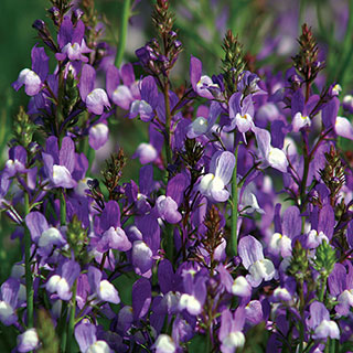 Licilia Azure False Snapdragon Seeds