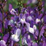 Licilia Azure False Snapdragon Seeds 1