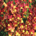 Licilia Peach False Snapdragon Seeds 1