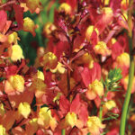 Licilia Peach False Snapdragon Seeds 1