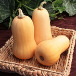 Lil’ Dipper Hybrid Winter Squash Seeds 1