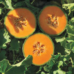 Lilliput Hybrid Cantaloupe Seeds 1