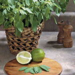 Lime20Basil20Seeds.jpg