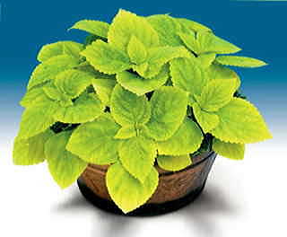 Limelight Giant Exhibition Coleus Seeds