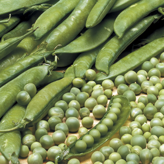 Lincoln Pea Seeds