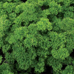 Lisette20Parsley20Seeds.jpg