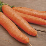 Little Finger Carrot Seeds 1