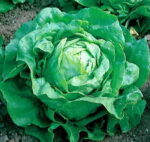 Little Gem Lettuce Seeds 1