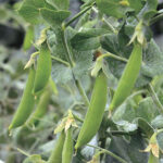 Little SnapPea Crunch Pea Seeds 1