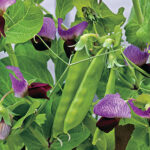 Little SnowPea Purple Seeds 1