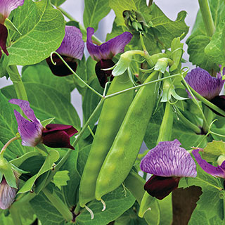 Little SnowPea Purple Seeds