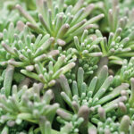 Lizard Sedum 1