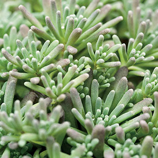 Lizard Sedum