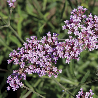 Lollipop Verbena