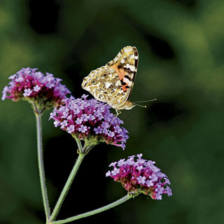 Lollipop Verbena