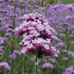 Lollipop Verbena 1