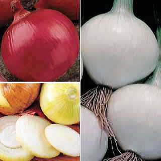 Long Day (Northern) Onion Plants Sampler Pack