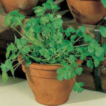 Longstanding Organic Cilantro Seeds 1