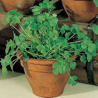 Longstanding Organic Cilantro Seeds