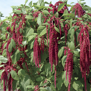 Love-Lies-Bleeding Seeds