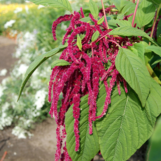 Love-Lies-Bleeding Seeds