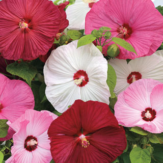 Luna™ Mix Rose Mallow Seeds