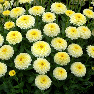 'Luna' Shasta Daisy