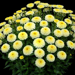 'Luna' Shasta Daisy