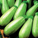 Magda Hybrid Squash Seeds 1