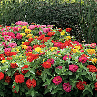 Magellan Mix Zinnia Seeds