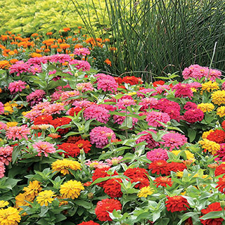 Magellan Mix Zinnia Seeds