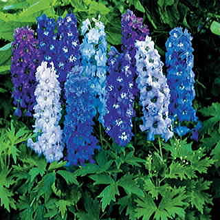 Magic Fountain Mix Delphinium Seeds