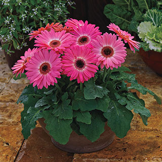 Majorette Pink Halo Gerbera Daisy Seeds