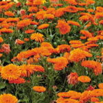 Mandarin Twist Calendula Seeds 1