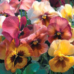 Mariposa Peach Shades Pansy Seeds 1