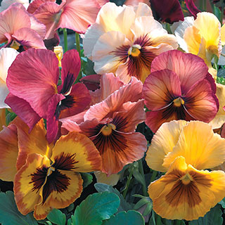 Mariposa Peach Shades Pansy Seeds