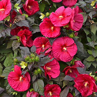 Mars Madness Hibiscus