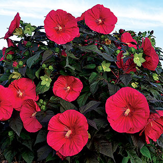 Mars Madness Hibiscus