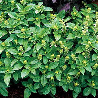 Marseille Basil Seeds