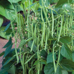 Mascotte French Filet Bean Seeds 1