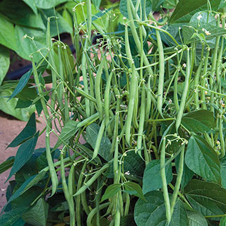 Mascotte French Filet Bean Seeds