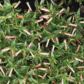 Matchmaker Pink Cuphea Seeds
