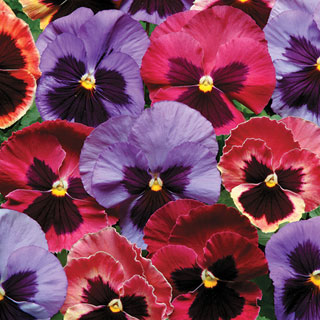 Matrix® Coastal Sunrise Pansy Seeds